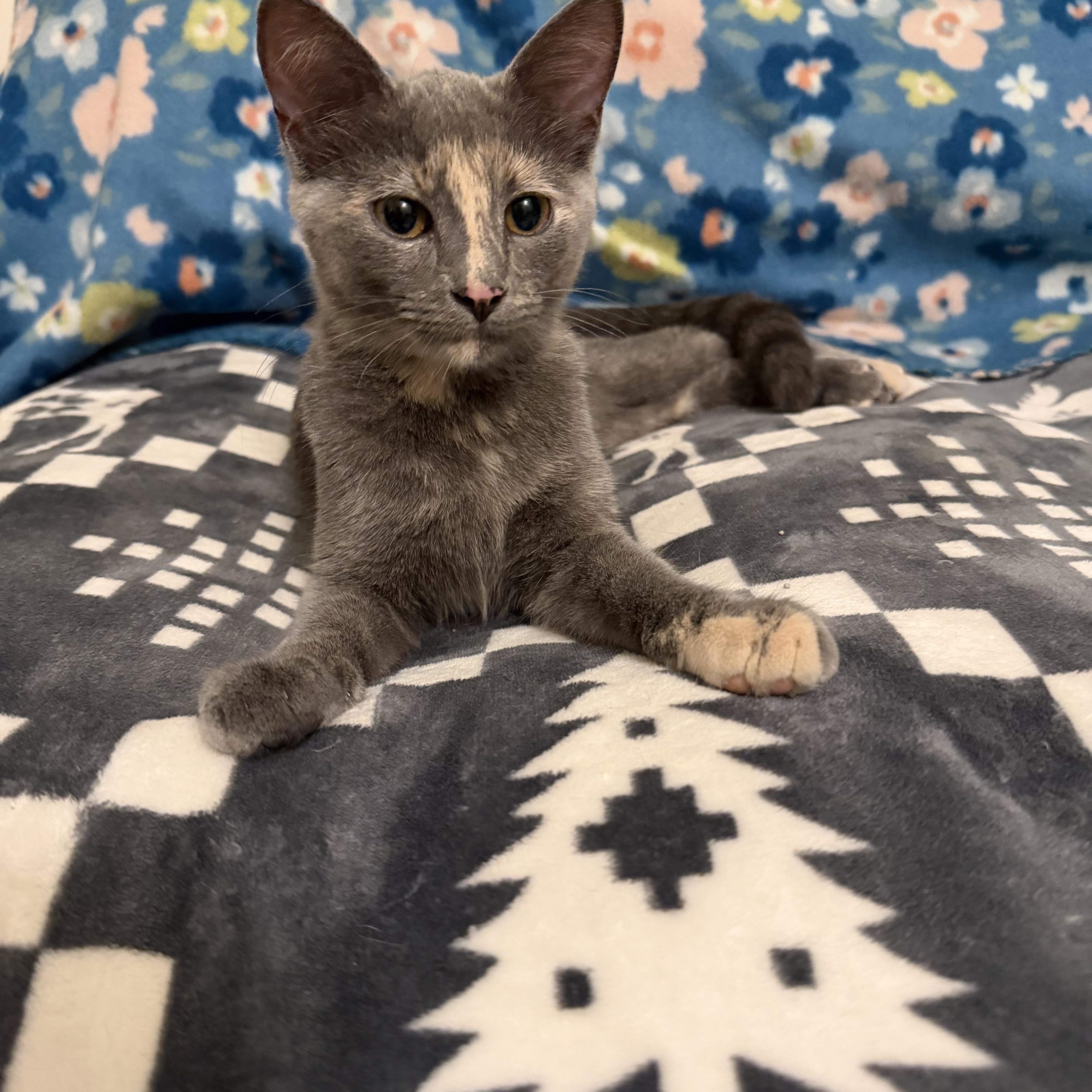 A baby medium-sized female Dilute Tortoiseshell cat named Lainey for adoption in Wadsworth, IL