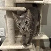 An adult medium-sized female Tabby (Gray / Blue / Silver) Domestic Short Hair cat named Gimlet for adoption in Liverpool, TX