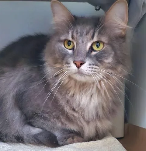 An adult medium-sized female Domestic Long Hair cat named Luana for adoption in Dedham, MA