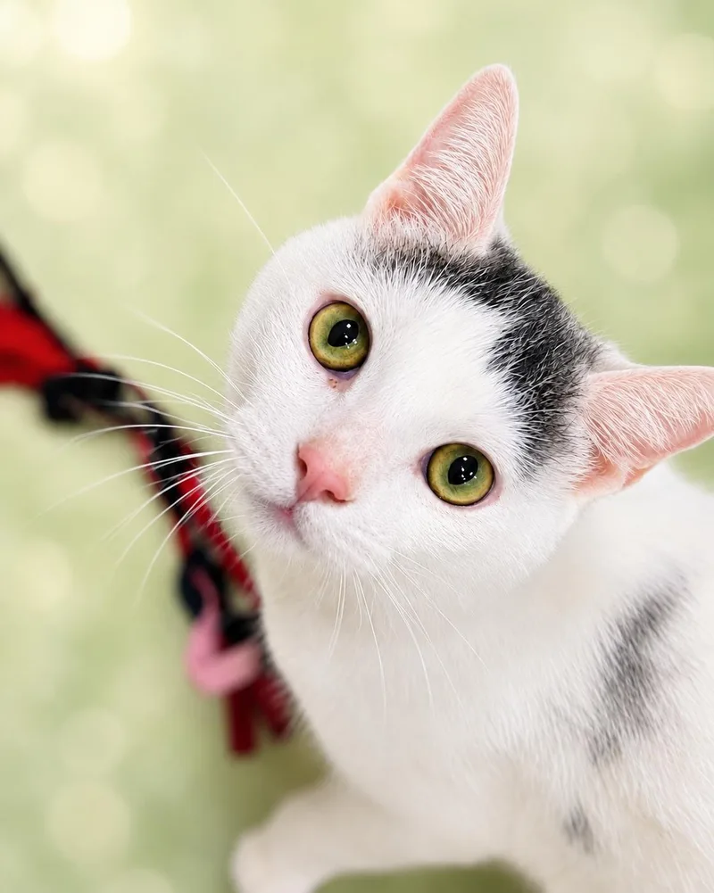 A young medium-sized male Domestic Short Hair cat named AdmiralWillow Grove for adoption in Greenville, DE