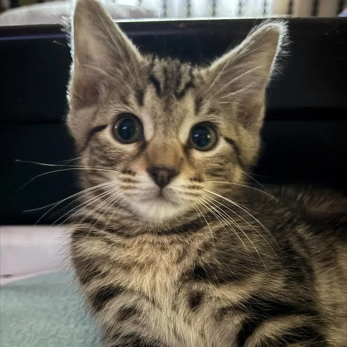 A baby medium-sized male Brown / Chocolate Domestic Short Hair cat named Chicken for adoption in Edwardsville, IL