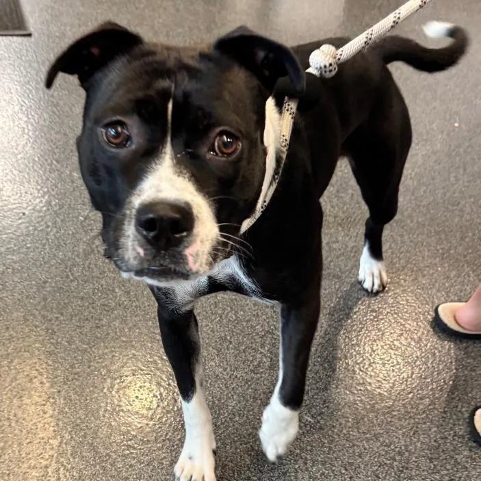 A young medium-sized female Black Mixed Breed dog named Lucy Lou for adoption in Allentown, PA