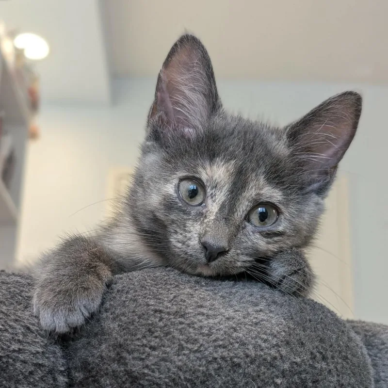 A baby small-sized female Domestic Short Hair cat named Marcellina for adoption in Forest Park, IL