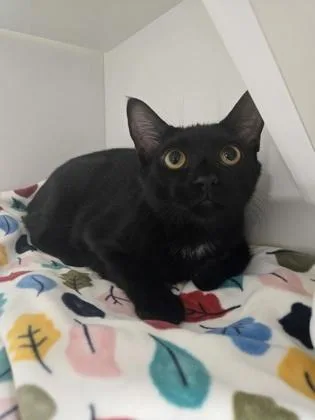 A baby medium-sized male Domestic Short Hair cat named Mateo for adoption in Savannah, GA