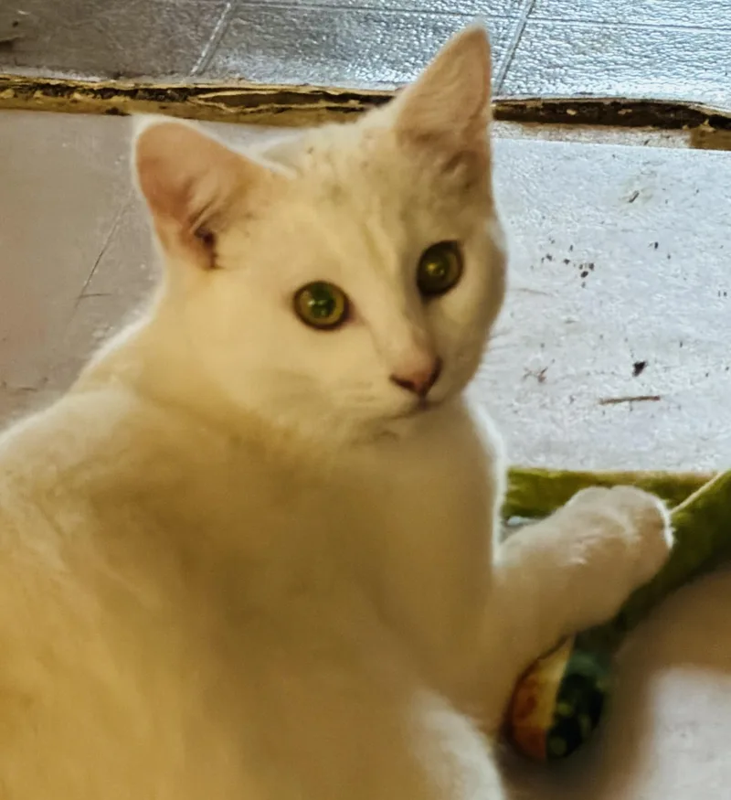 Mercutio thumbnail 2