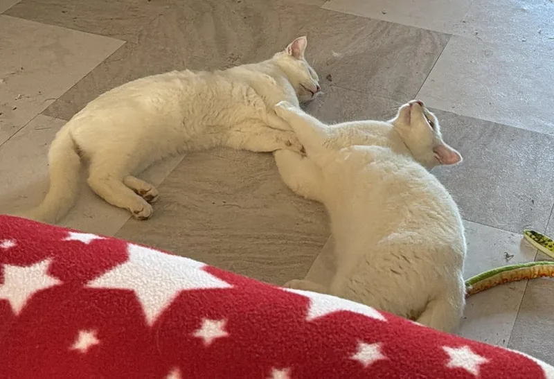 Mercutio thumbnail 3