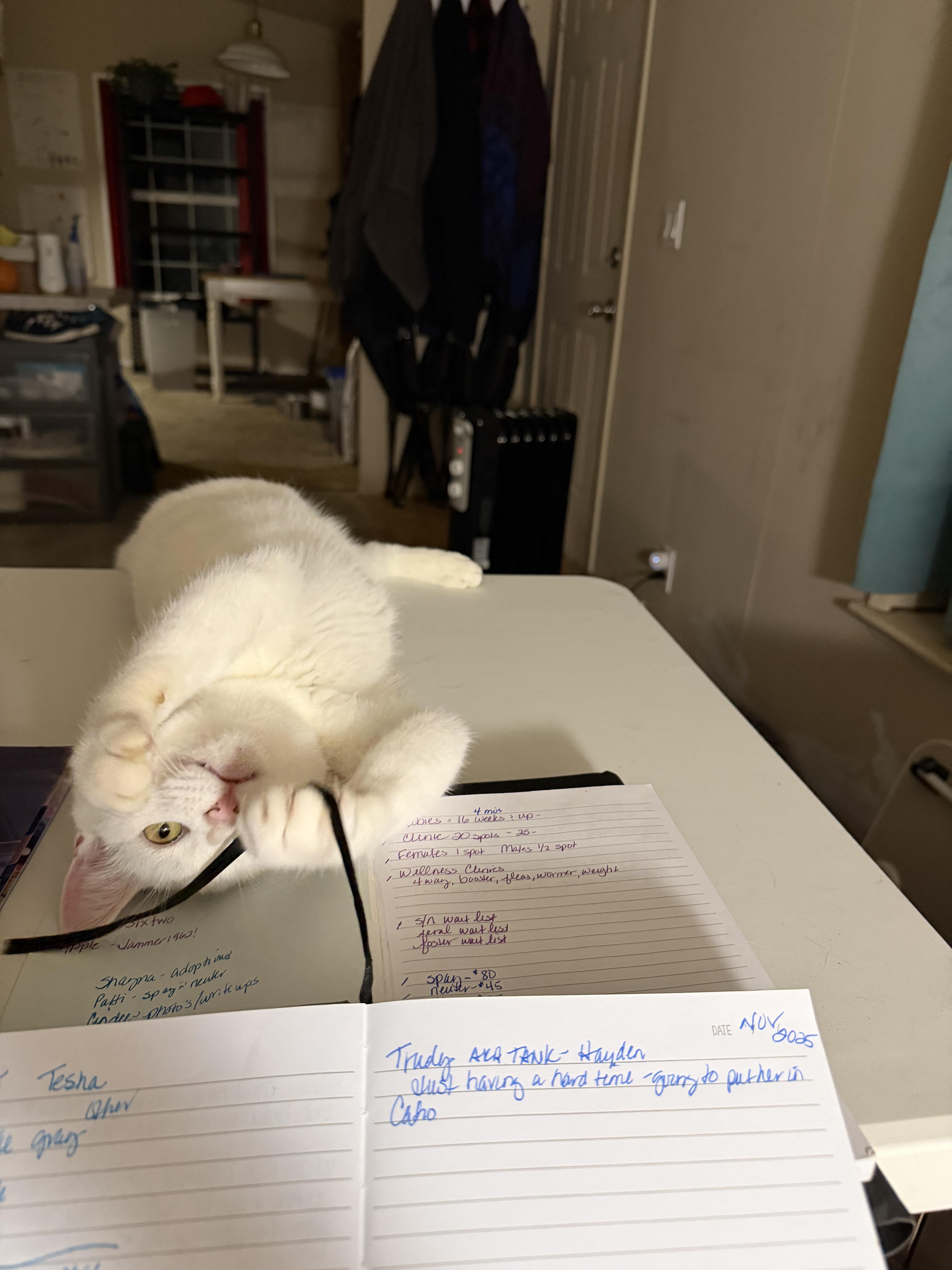 Mercutio thumbnail 4