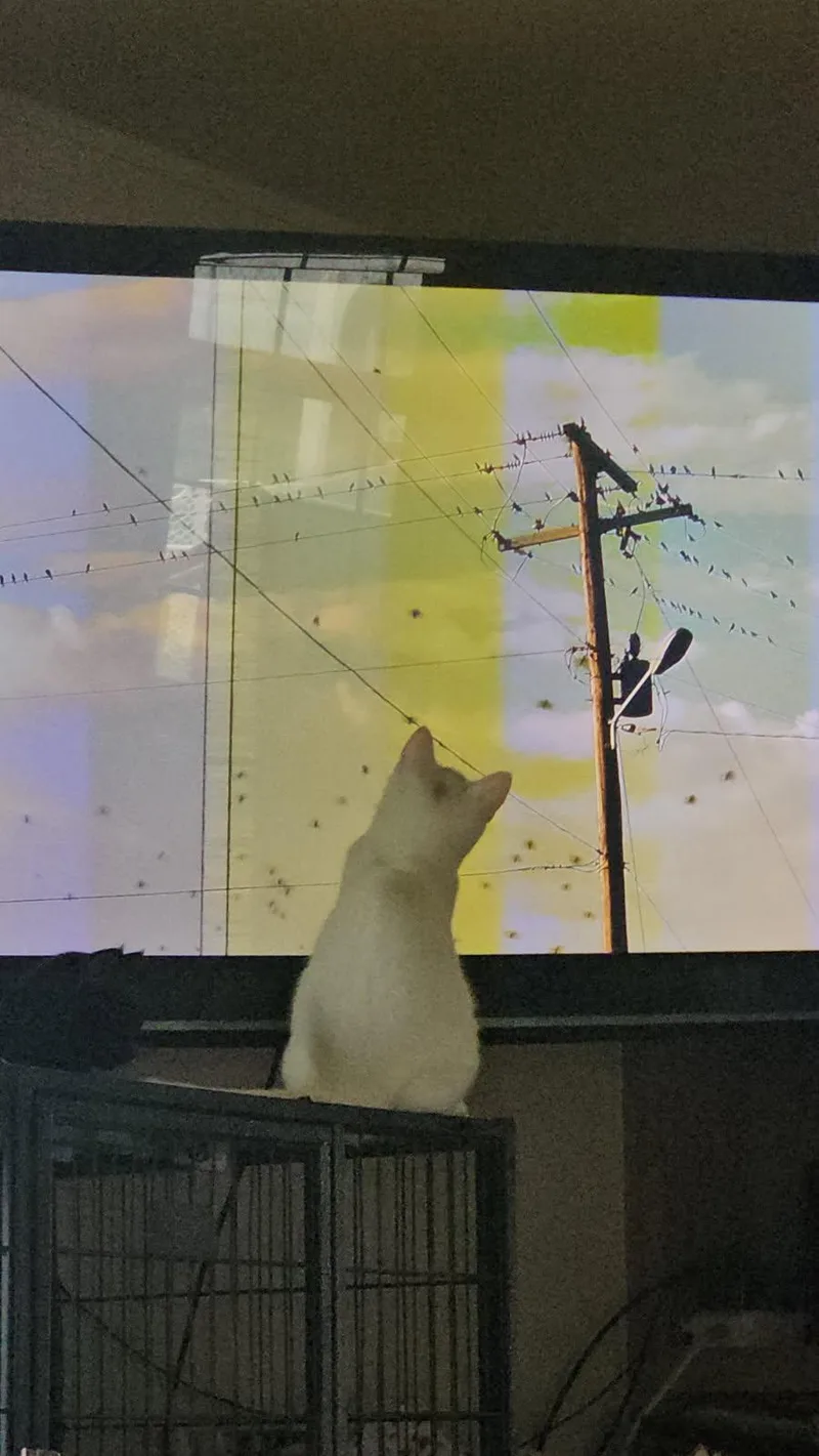 Mercutio thumbnail 5