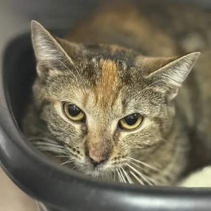 An adult small-sized female Domestic Short Hair cat named Flora for adoption in Worcester, MA
