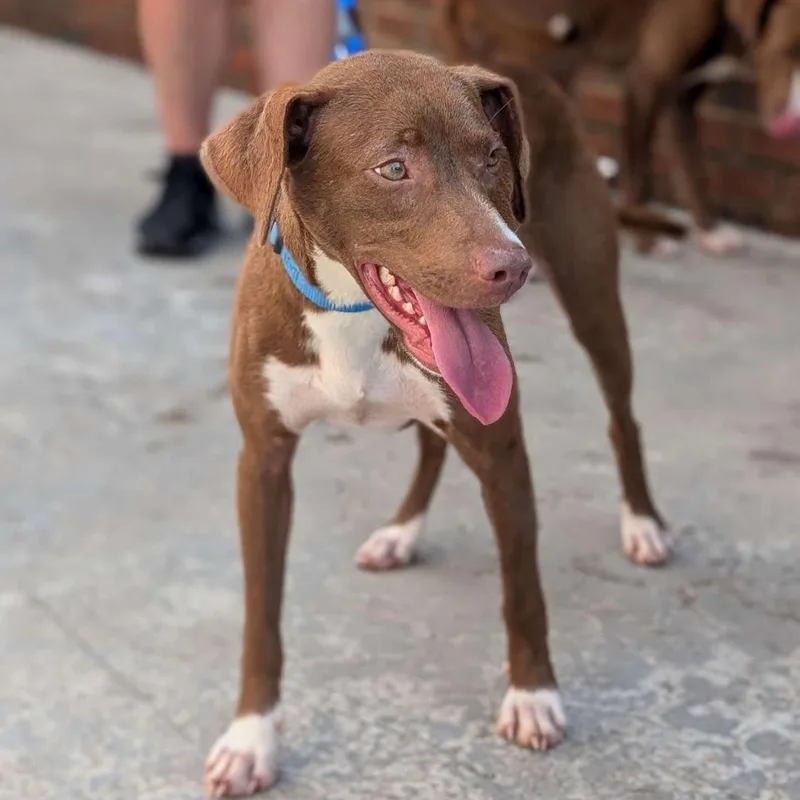 A young medium-sized female Labrador Retriever dog named Brianna for adoption in Cedarburg, WI