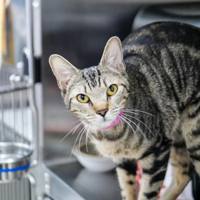 A young medium-sized female Brown / Chocolate Domestic Short Hair cat named Tazie for adoption in Albuquerque, NM