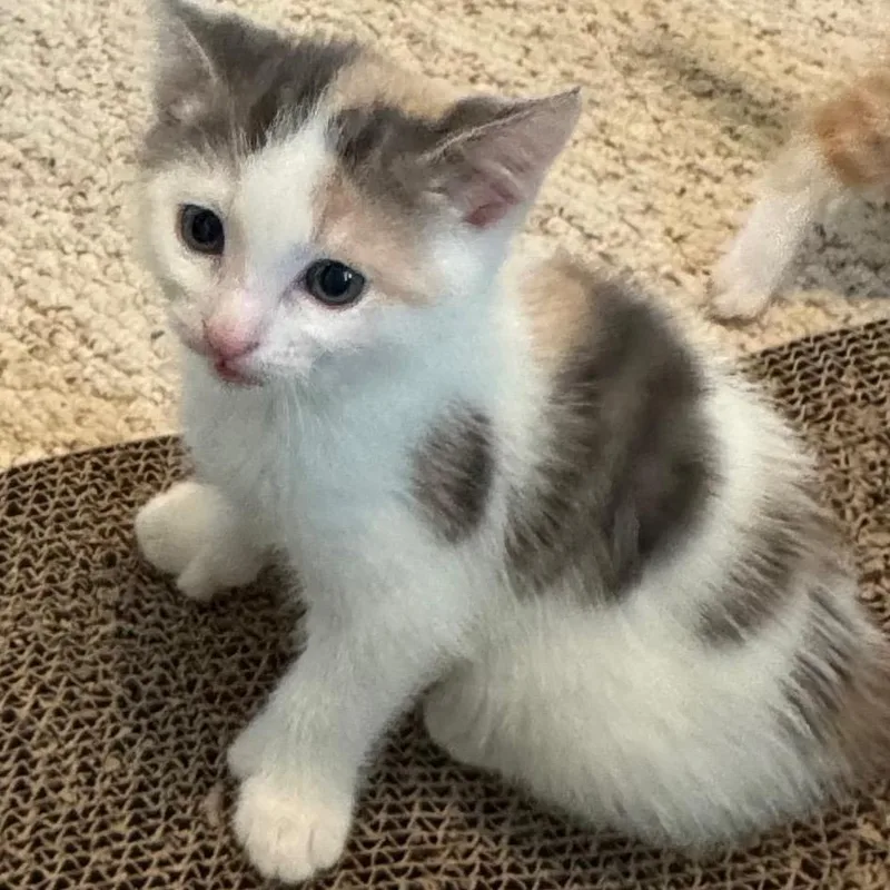 A baby small-sized female Calico Domestic Short Hair cat named Wasabi for adoption in Frederick, MD
