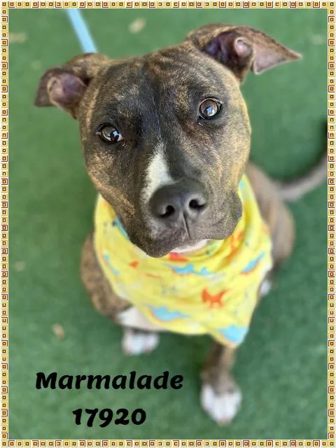 Marmalade thumbnail 2