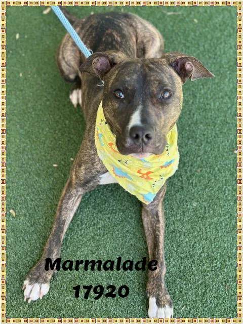 Marmalade thumbnail 3