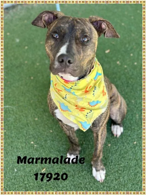A young medium-sized female Brindle American Bully dog named Marmalade for adoption in Marietta, GA