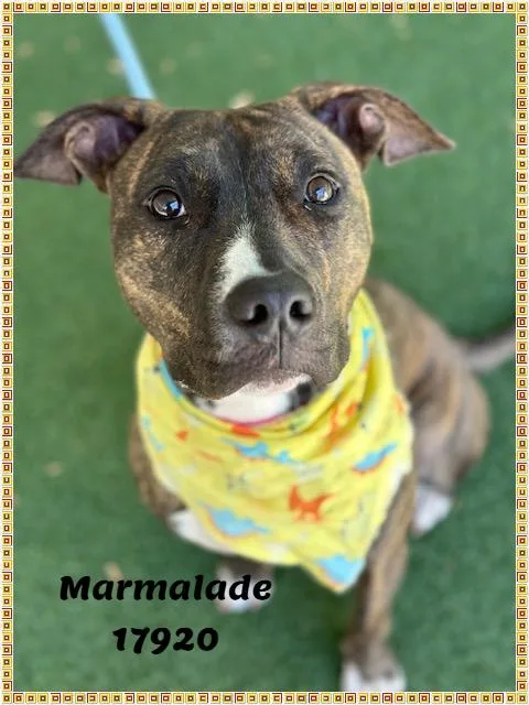 Marmalade thumbnail 4