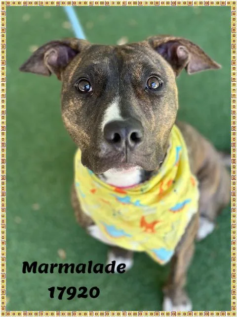 Marmalade thumbnail 5