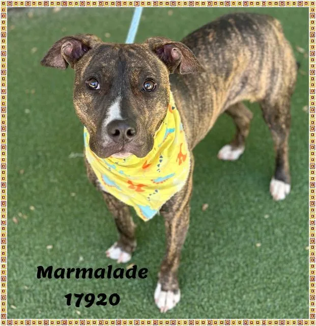 Marmalade thumbnail 6