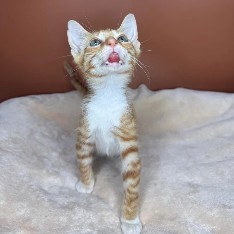 A baby small-sized male Orange / Red Domestic Short Hair cat named Krilliam for adoption in San Antonio, TX