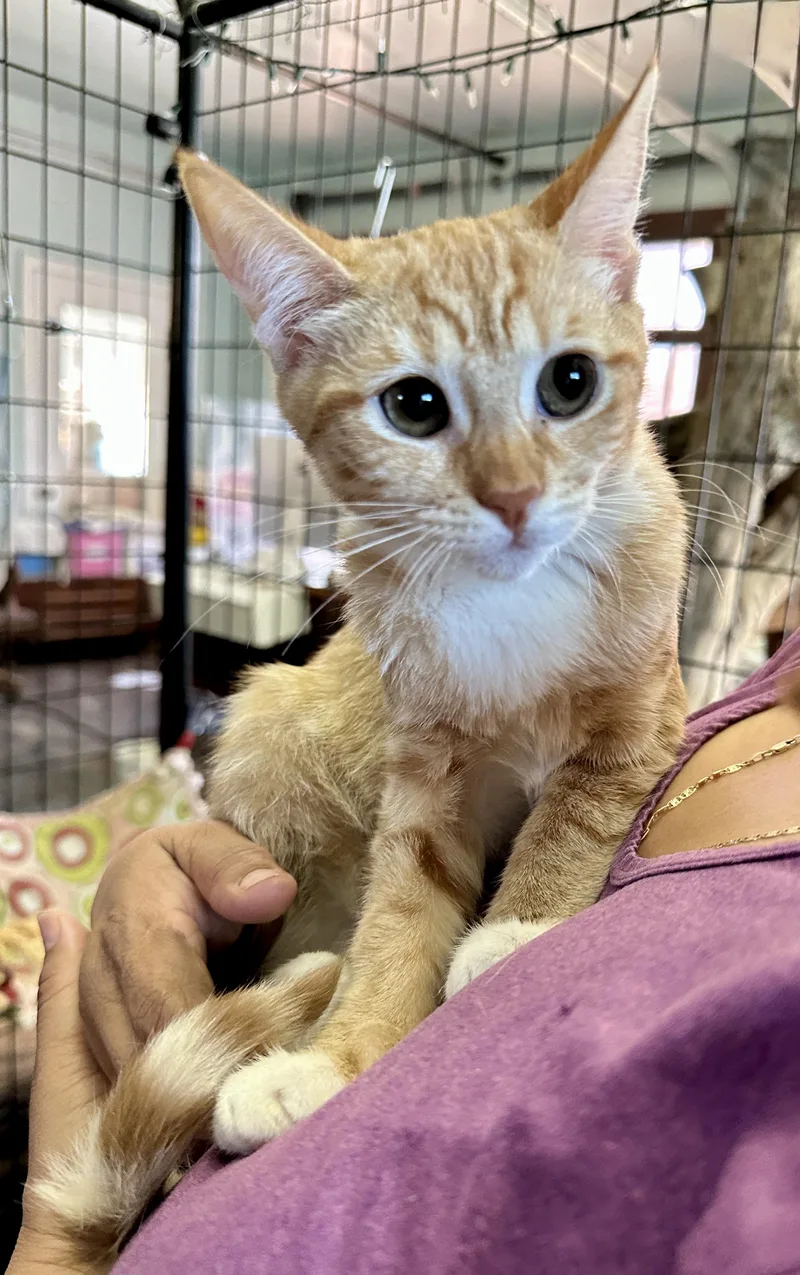 A young medium-sized female Orange / Red American Shorthair cat named Biscuit for adoption in Mission Viejo, CA