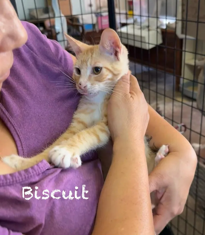 Biscuit thumbnail 4