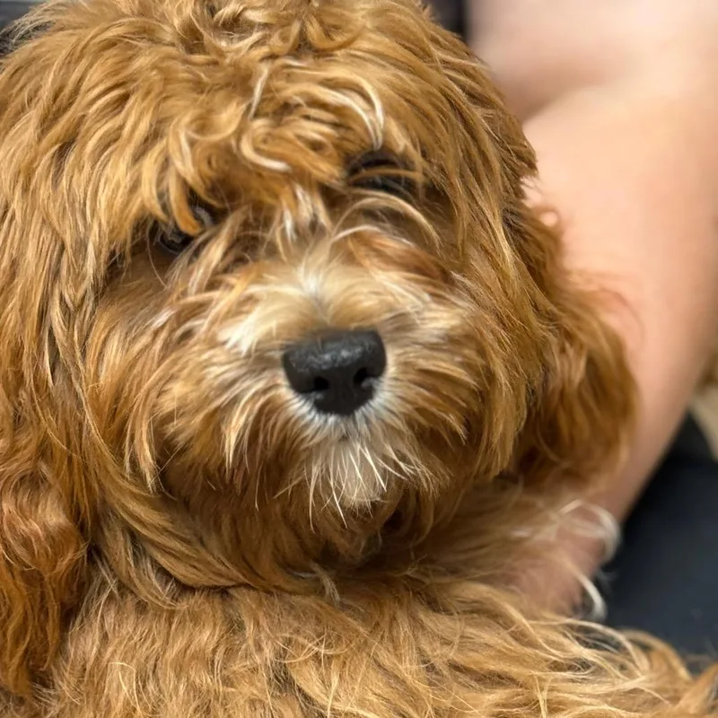 An adult small-sized male Apricot / Beige Miniature Poodle dog named MONTStray for adoption in Perkiomenville, PA