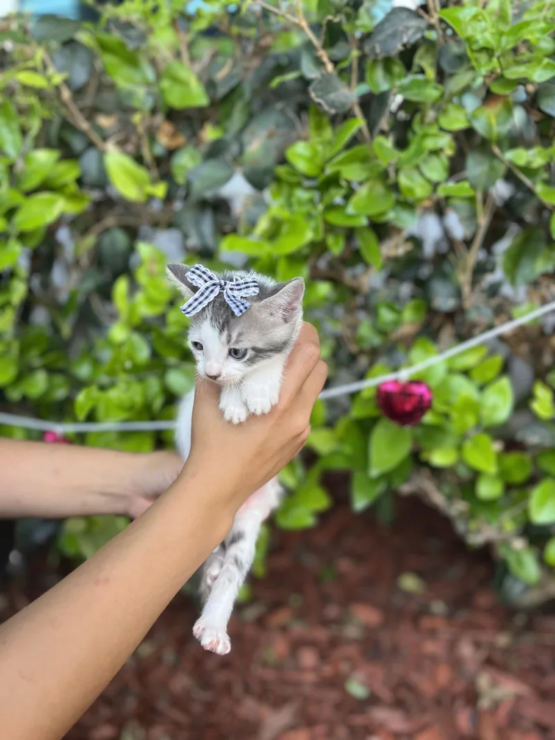 A baby small-sized female Gray & White Domestic Short Hair cat named Gigi for adoption in South El Monte, CA