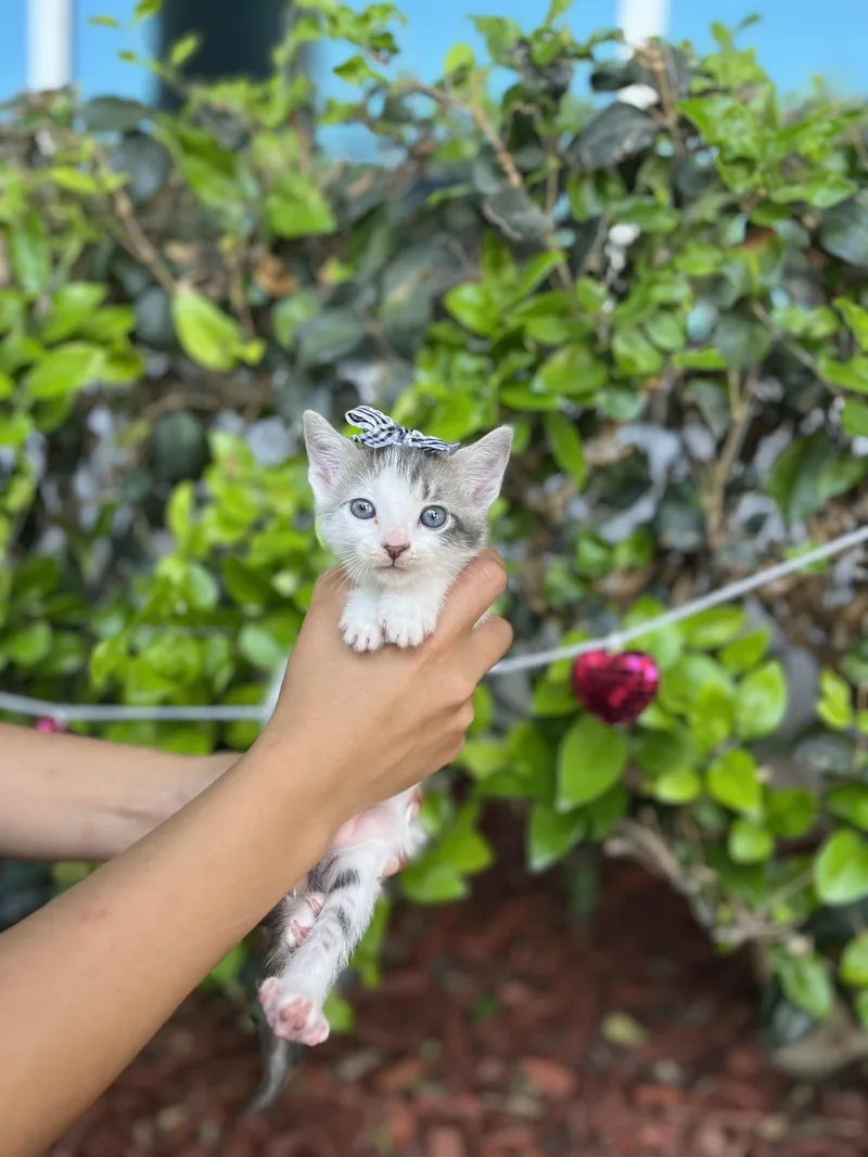 Gigi thumbnail 3