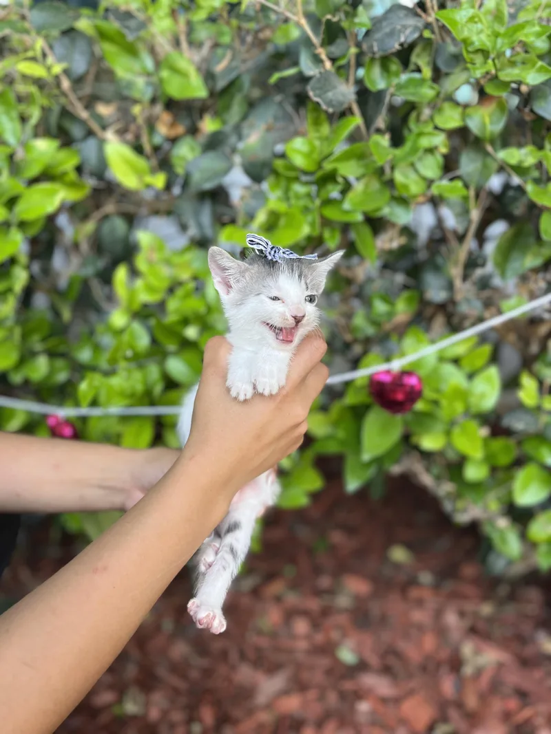 Gigi thumbnail 4