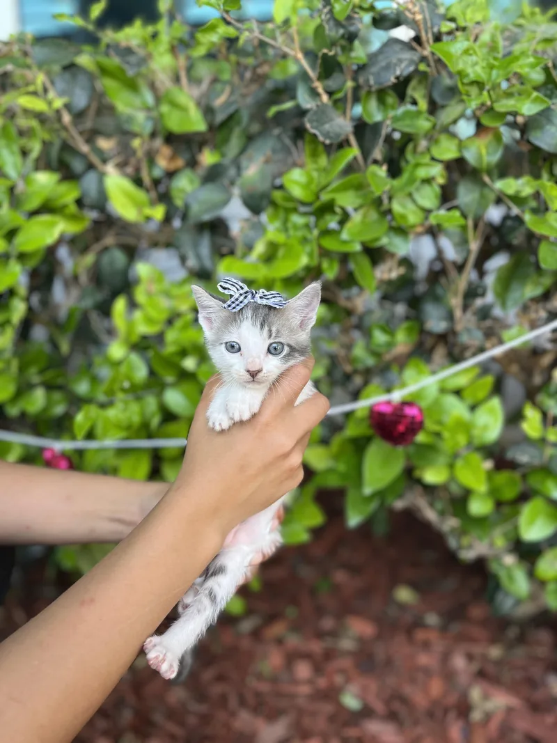 Gigi thumbnail 5