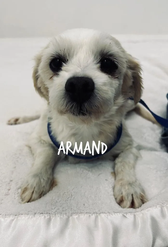 Armand