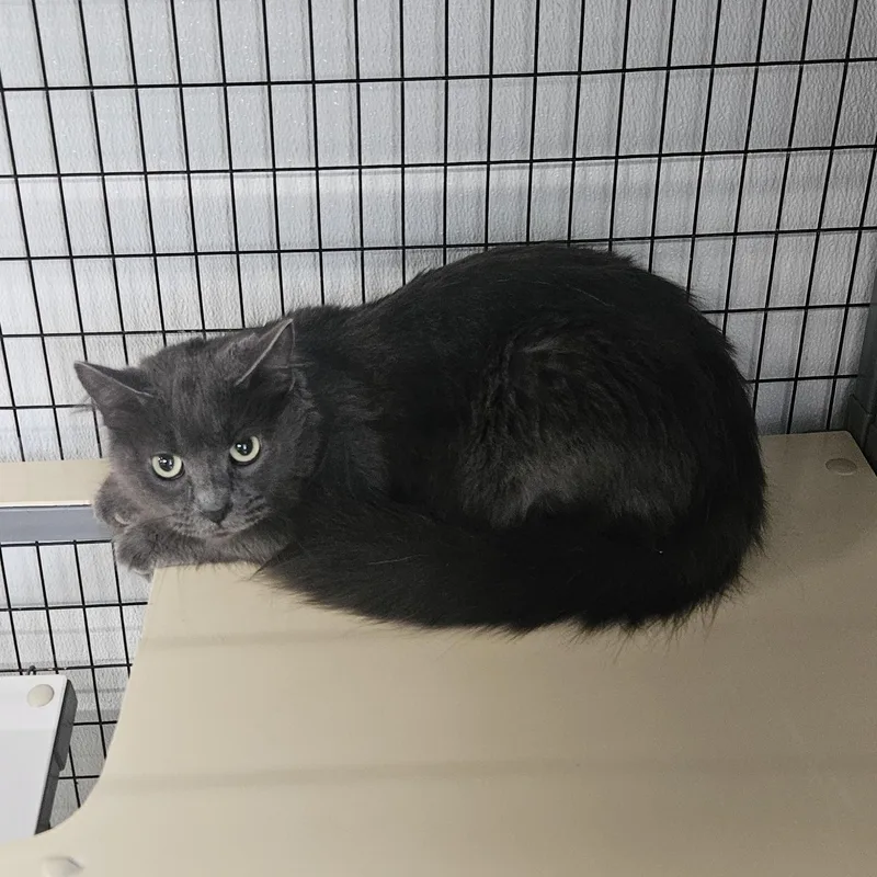 A young medium-sized female Gray / Blue / Silver Domestic Long Hair cat named Stella for adoption in Kalamazoo, MI