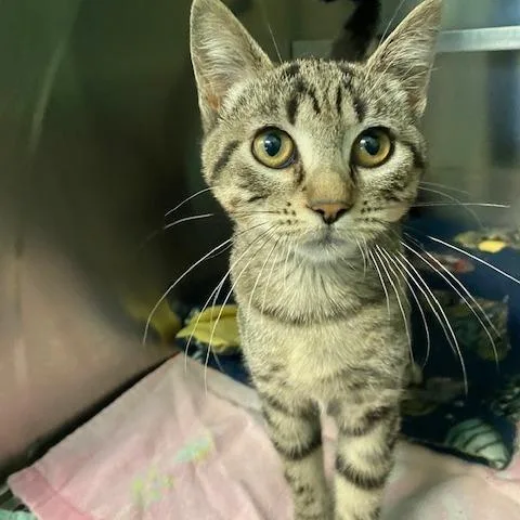 A baby small-sized female Brown / Chocolate Domestic Short Hair cat named Lillian Lentil for adoption in Dayton, OH