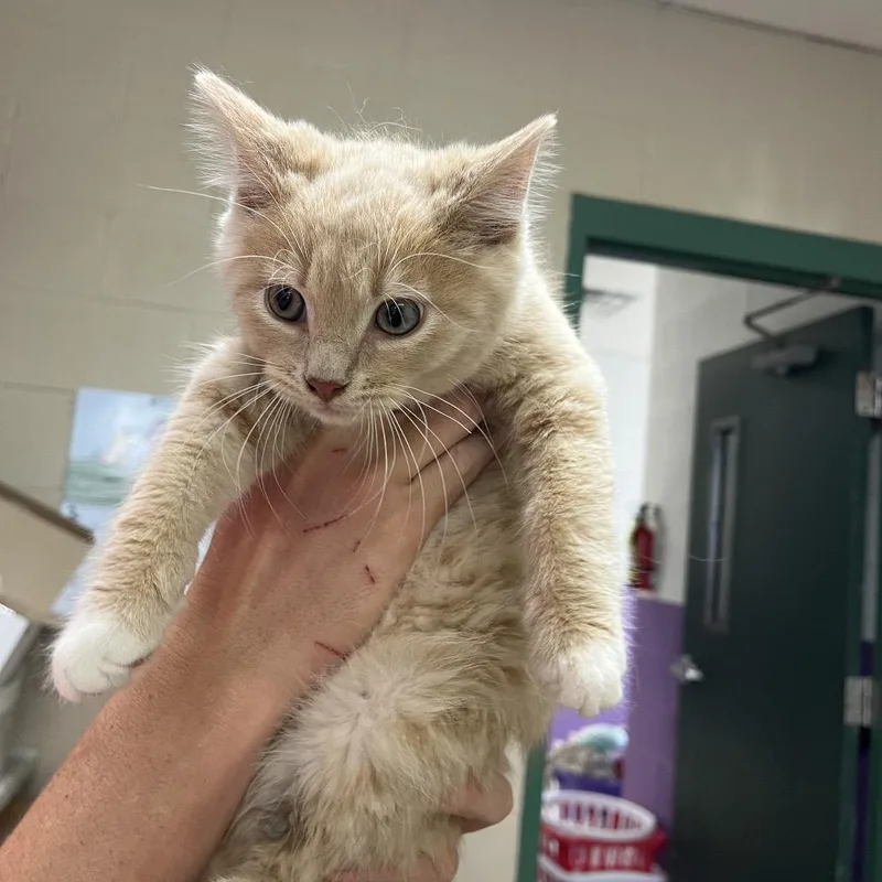 A young small-sized male Buff / Tan / Fawn Domestic Medium Hair cat named Graveline for adoption in Lewisburg, WV