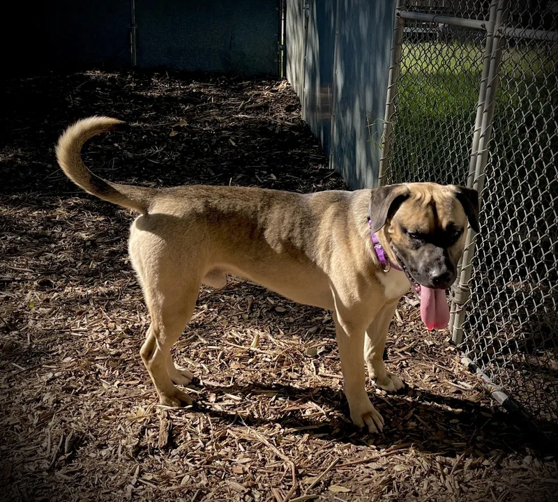 An adult medium-sized male Japanese Akita  dog named Bubba for adoption in San Andreas, CA