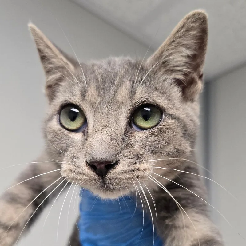 A baby small-sized male Gray / Blue / Silver Domestic Short Hair cat named Michael for adoption in Concord, NC