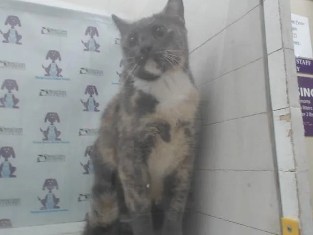 An adult small-sized female Domestic Short Hair cat named Calico for adoption in Orlando, FL