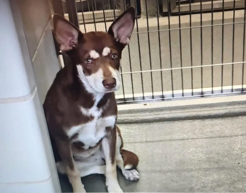 Vanellope thumbnail 3