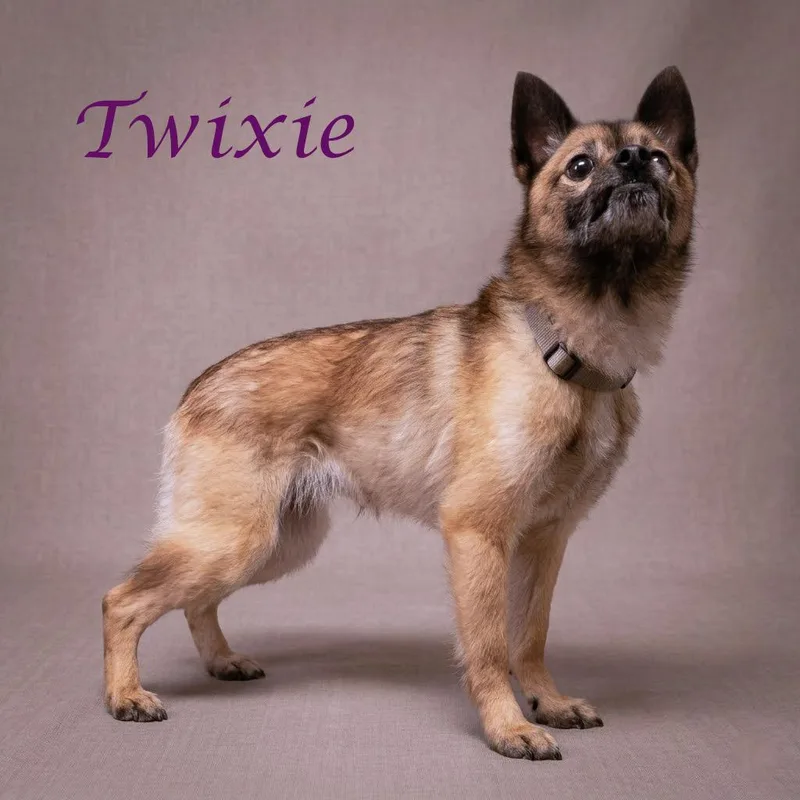 A senior small-sized female Brown / Chocolate Pomeranian dog named Twixie D for adoption in Lebanon, TN