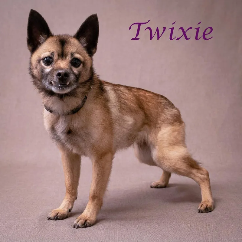 Twixie D thumbnail 2