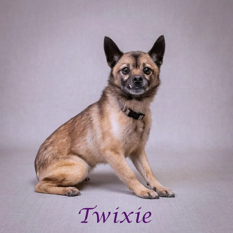 Twixie D thumbnail 3