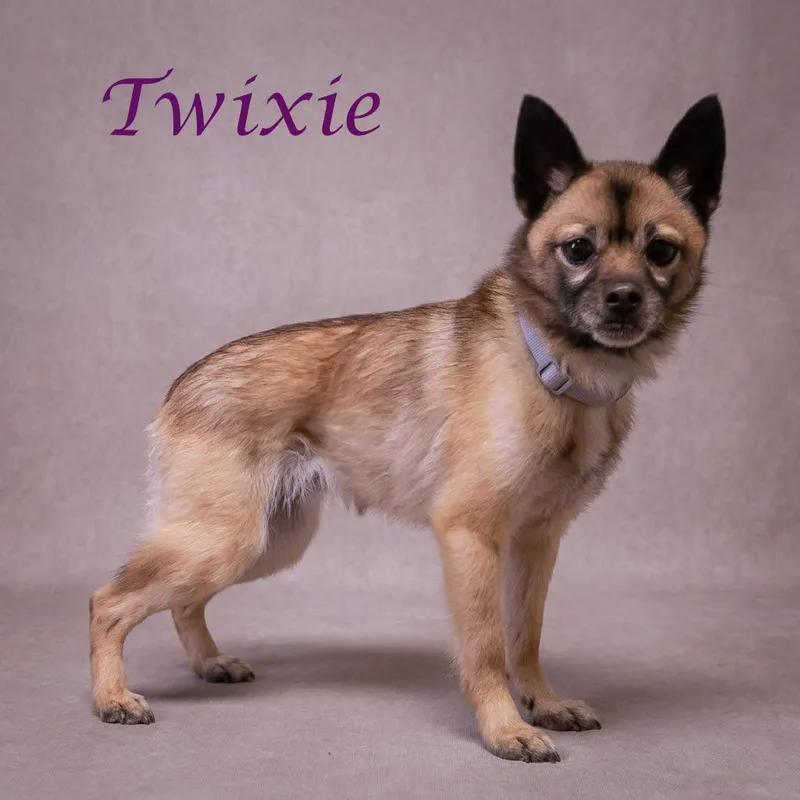 Twixie D thumbnail 4