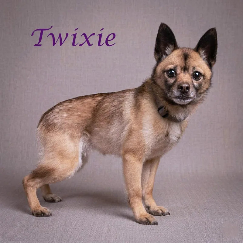 Twixie D thumbnail 5