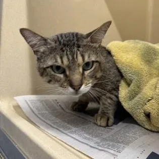 An adult medium-sized male Tabby (Brown / Chocolate) Domestic Short Hair cat named Smallz for adoption in Converse, TX