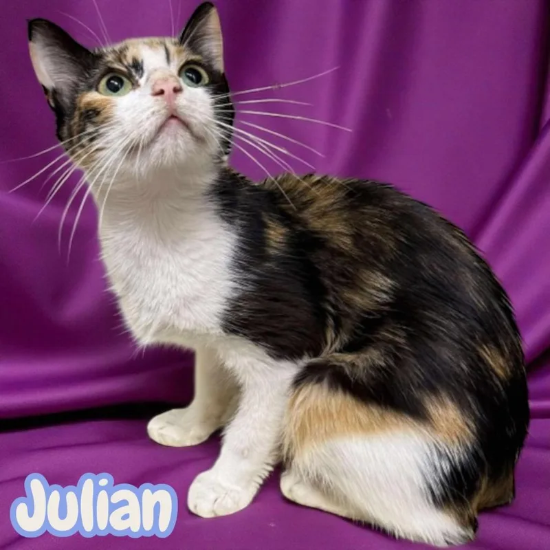 Julian thumbnail 3
