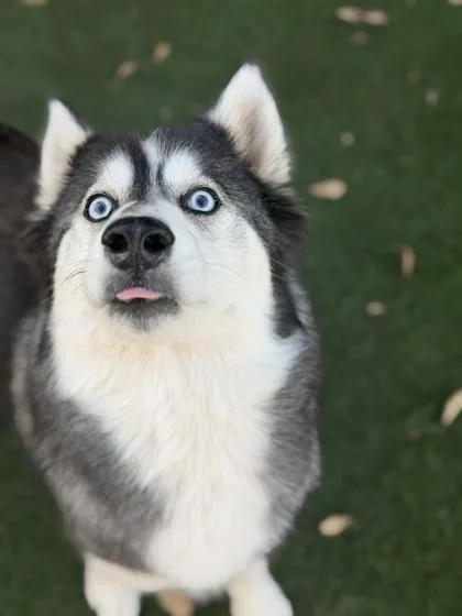 An adult medium-sized female Black Siberian Husky dog named Lumi for adoption in Sacramento, CA