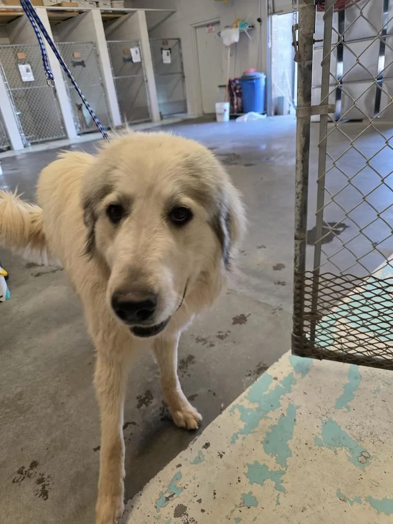 A young extra large-sized male Great Pyrenees dog named Oakly for adoption in Holbrook, AZ