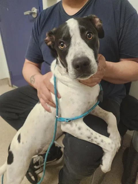 Lemmy  Urgent! Longtime