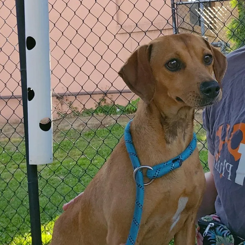 An adult small-sized female Yellow / Tan / Blond / Fawn Mixed Breed dog named Tiny Chiragra for adoption in Philadelphia, PA