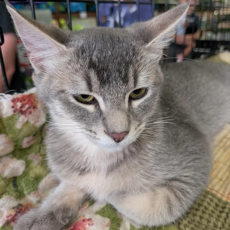 A baby medium-sized female Tabby (Gray / Blue / Silver) Domestic Short Hair cat named Bernadette for adoption in Eugene, OR